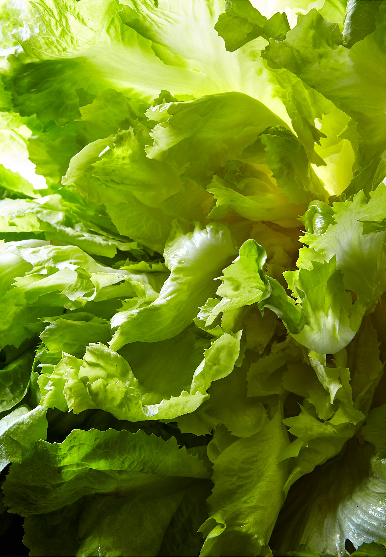 Escarole_Macro_8_2017_3525_Web