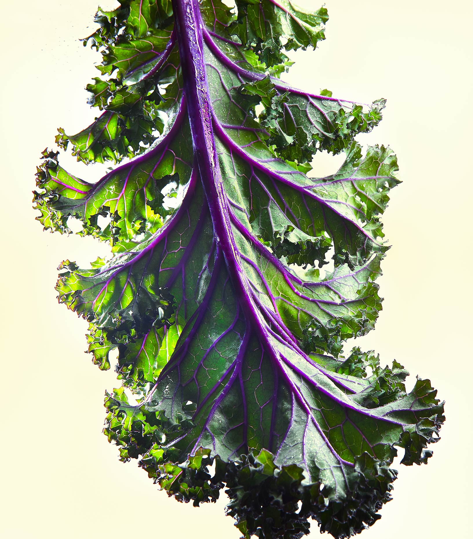 Kale_YlwV2_2_2017_1250_Final