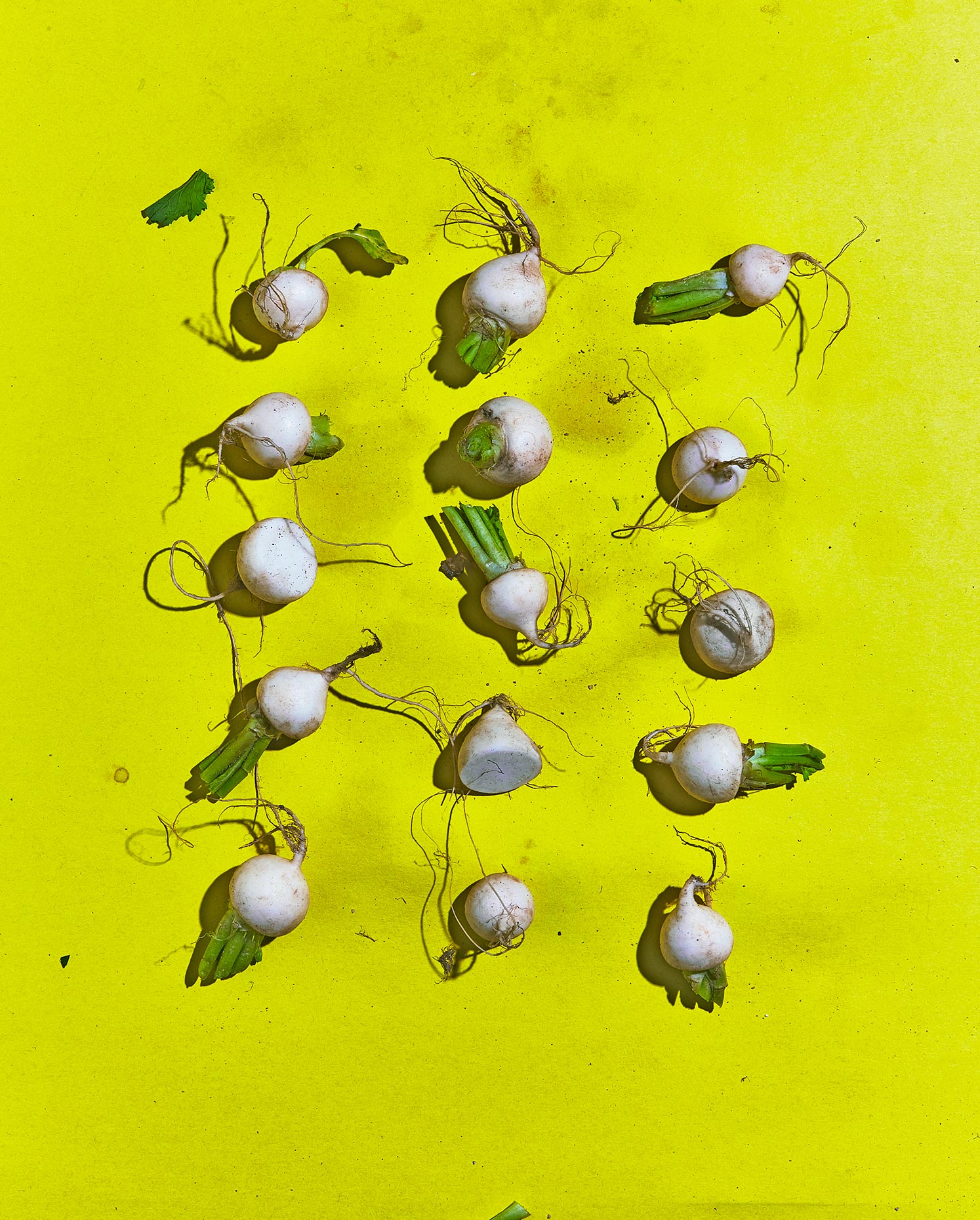 TEST_VegGeometry_2006